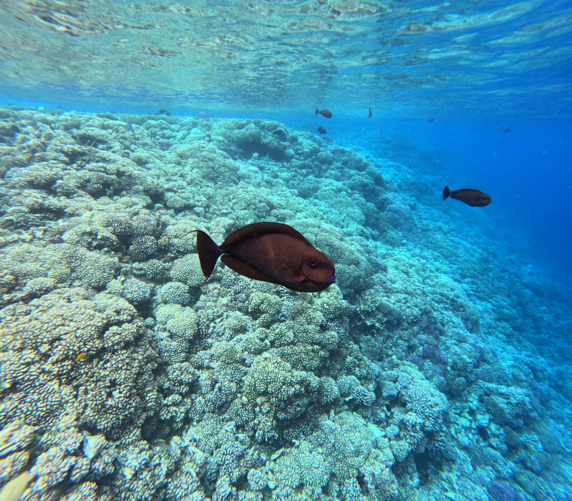 Coral reef and surgeonfish snorkeling Tetamanu South Pass Fakarava