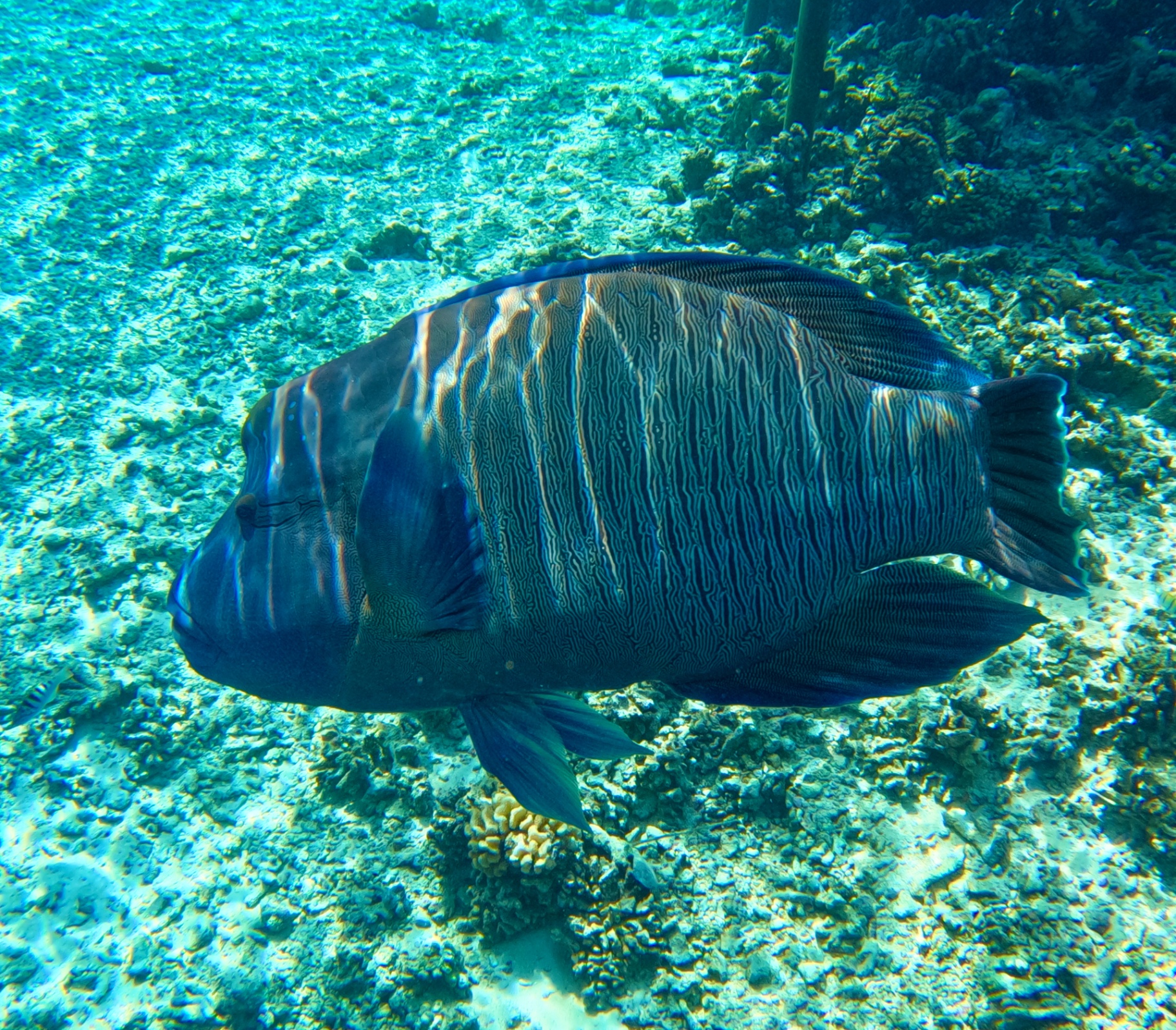 Napoleon wrasse snorkeling Tetamanu South Pass Fakarava