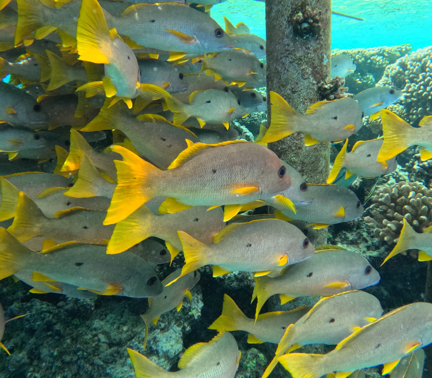 School of yellow snappers snorkeling Tetamanu South Pass Fakarava
