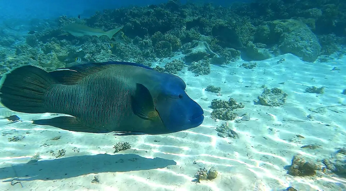 VIP private boat tour Fakarava
